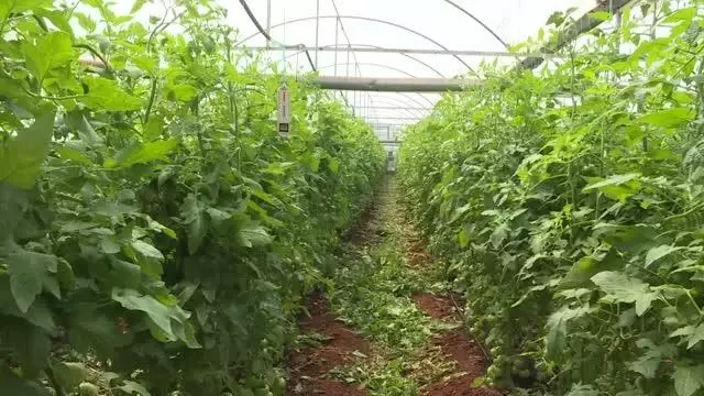 Tarım işçisi kadınlar Antalya'daki seralarda üretime aralıksız katkı sağlıyor Tarım işçisi kadınlar Antalya'daki seralarda üretime aralıksız katkı sağlıyor