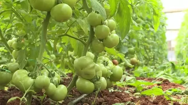 Tarım işçisi kadınlar Antalya'daki seralarda üretime aralıksız katkı sağlıyor Tarım işçisi kadınlar Antalya'daki seralarda üretime aralıksız katkı sağlıyor