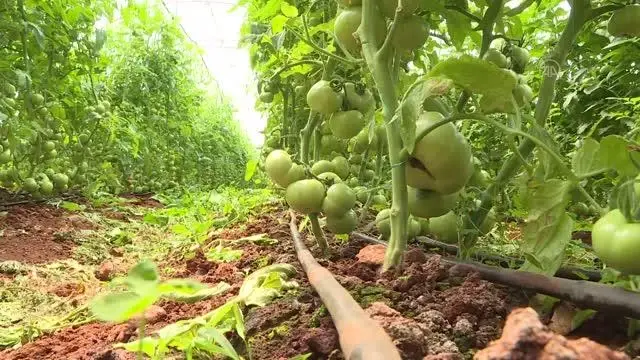 Tarım işçisi kadınlar Antalya'daki seralarda üretime aralıksız katkı sağlıyor Tarım işçisi kadınlar Antalya'daki seralarda üretime aralıksız katkı sağlıyor