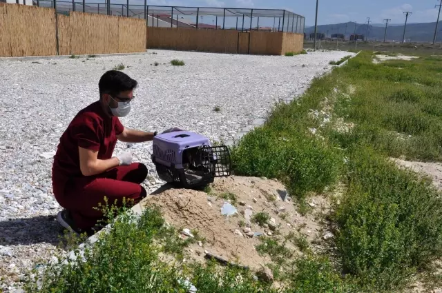 Tedavisi tamamlanan tavşan, kerkenez ve baykuş doğaya salındı Tedavisi tamamlanan tavşan, kerkenez ve baykuş doğaya salındı