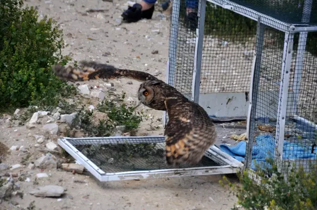 Tedavisi tamamlanan tavşan, kerkenez ve baykuş doğaya salındı Tedavisi tamamlanan tavşan, kerkenez ve baykuş doğaya salındı