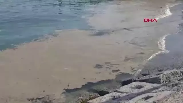 Deniz salyası Tekirdağ'da yeniden ortaya çıktı Deniz salyası Tekirdağ'da yeniden ortaya çıktı