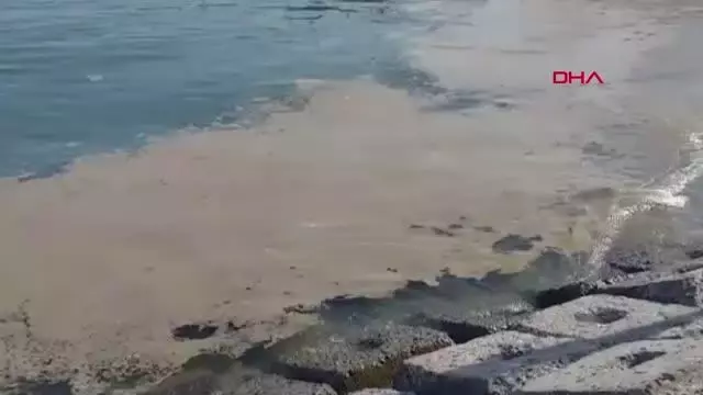 Deniz salyası Tekirdağ'da yeniden ortaya çıktı Deniz salyası Tekirdağ'da yeniden ortaya çıktı
