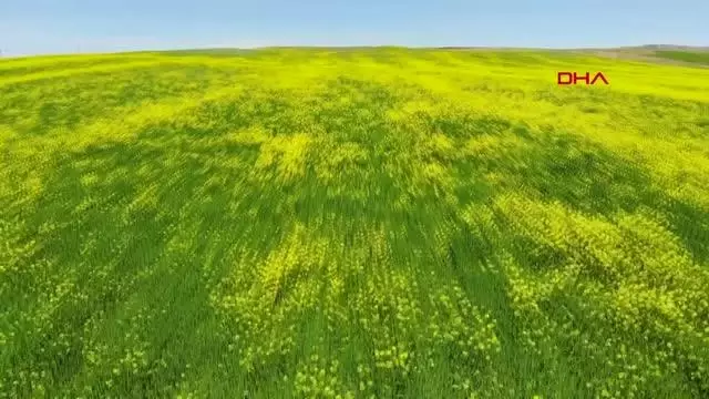 TUNCELİ HARDAL ÇİÇEKLERİ, TUNCELİ'Yİ SARIYA BOYADI TUNCELİ HARDAL ÇİÇEKLERİ, TUNCELİ'Yİ SARIYA BOYADI