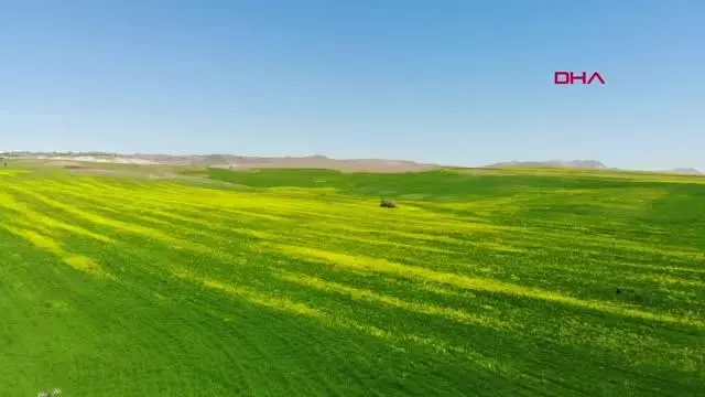 TUNCELİ HARDAL ÇİÇEKLERİ, TUNCELİ'Yİ SARIYA BOYADI TUNCELİ HARDAL ÇİÇEKLERİ, TUNCELİ'Yİ SARIYA BOYADI