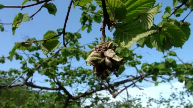 Üreticiye fındık kozalak akarıyla mücadele uyarısı Üreticiye fındık kozalak akarıyla mücadele uyarısı