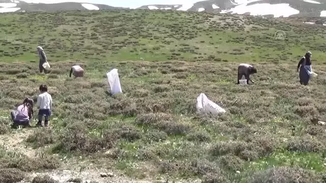 Vatandaşlar, terörden temizlenen dağlarda pancar topladı Vatandaşlar, terörden temizlenen dağlarda pancar topladı