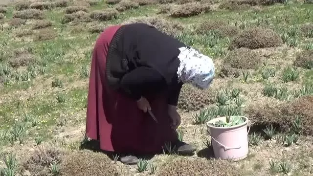 Vatandaşlar, terörden temizlenen dağlarda pancar topladı Vatandaşlar, terörden temizlenen dağlarda pancar topladı