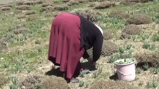 Vatandaşlar, terörden temizlenen dağlarda pancar topladı Vatandaşlar, terörden temizlenen dağlarda pancar topladı
