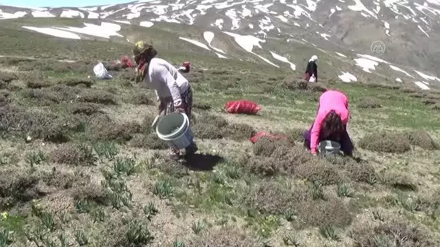 Vatandaşlar, terörden temizlenen dağlarda pancar topladı Vatandaşlar, terörden temizlenen dağlarda pancar topladı