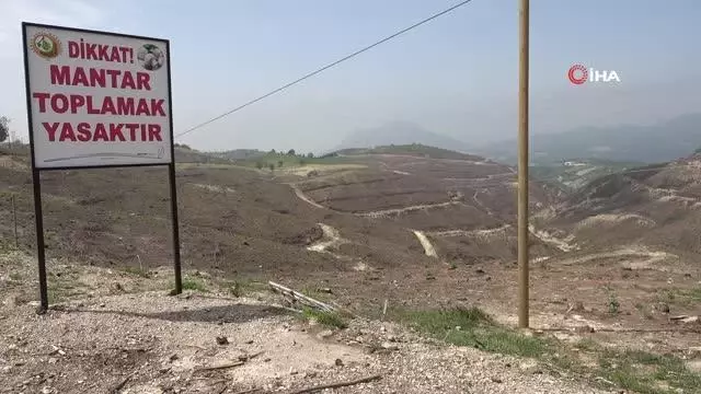 Yanan ormandan 'kuzugöbeği' fışkırdı Yanan ormandan 'kuzugöbeği' fışkırdı