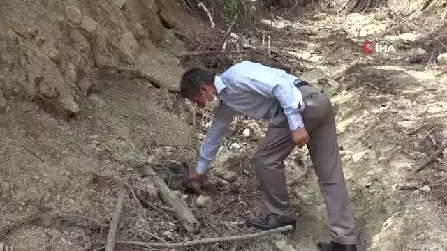Yanan ormandan 'kuzugöbeği' fışkırdı Yanan ormandan 'kuzugöbeği' fışkırdı