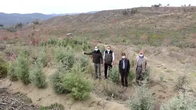 Yanan ormanlık alan yeniden yeşermeye başladı Yanan ormanlık alan yeniden yeşermeye başladı