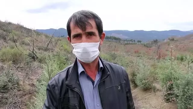 Yanan ormanlık alan yeniden yeşermeye başladı Yanan ormanlık alan yeniden yeşermeye başladı