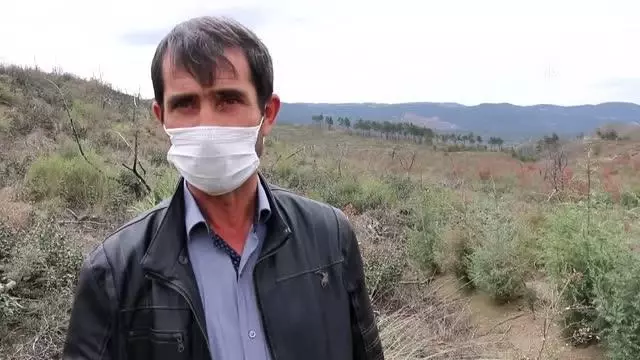 Yanan ormanlık alan yeniden yeşermeye başladı Yanan ormanlık alan yeniden yeşermeye başladı