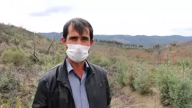 Yanan ormanlık alan yeniden yeşermeye başladı Yanan ormanlık alan yeniden yeşermeye başladı