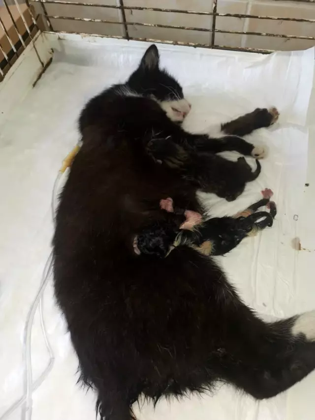 Yavrusu doğum kanalında kalan kediye sezaryen yapıldı Yavrusu doğum kanalında kalan kediye sezaryen yapıldı