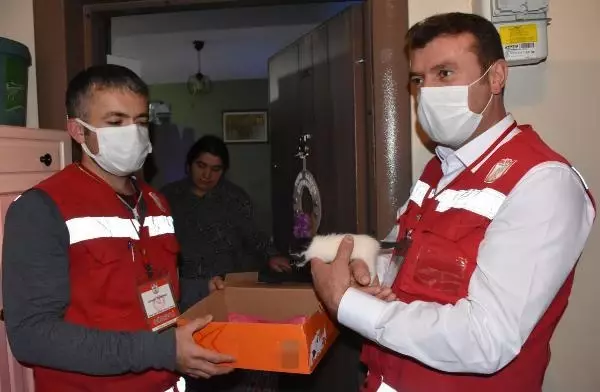 Aç kalan yavruyu, anne kediye Vefa Sosyal Destek ekibi götürdü Aç kalan yavruyu, anne kediye Vefa Sosyal Destek ekibi götürdü
