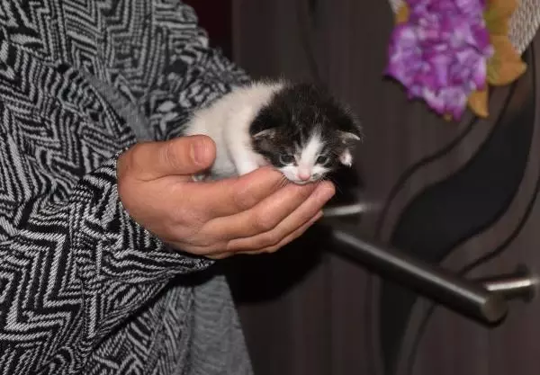 Aç kalan yavruyu, anne kediye Vefa Sosyal Destek ekibi götürdü Aç kalan yavruyu, anne kediye Vefa Sosyal Destek ekibi götürdü