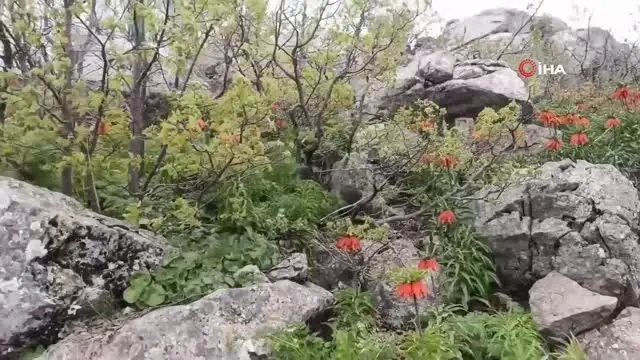 Ağlayan gelinlerin görsel şölenine sazı ve sözüyle eşlik etti