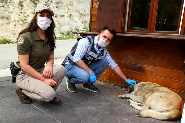 Artvin'de 'tam kapanma' sürecinde sokak hayvanlarına polis ekiplerinden şefkat eli Artvin'de 'tam kapanma' sürecinde sokak hayvanlarına polis ekiplerinden şefkat eli