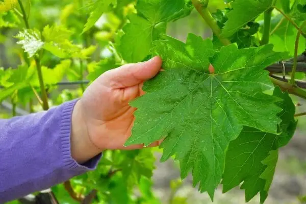 AVRUPA VE ORTA DOĞU ÜLKELERİNE, ÜZÜMDEN SONRA MANİSA YAPRAĞI İHRACATI AVRUPA VE ORTA DOĞU ÜLKELERİNE, ÜZÜMDEN SONRA MANİSA YAPRAĞI İHRACATI