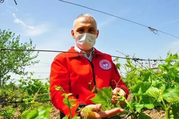 AVRUPA VE ORTA DOĞU ÜLKELERİNE, ÜZÜMDEN SONRA MANİSA YAPRAĞI İHRACATI AVRUPA VE ORTA DOĞU ÜLKELERİNE, ÜZÜMDEN SONRA MANİSA YAPRAĞI İHRACATI