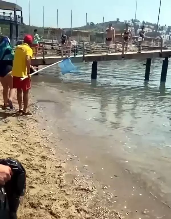 Balon balıkları, Alanya'da sahil kıyısında görüntülendi Balon balıkları, Alanya'da sahil kıyısında görüntülendi