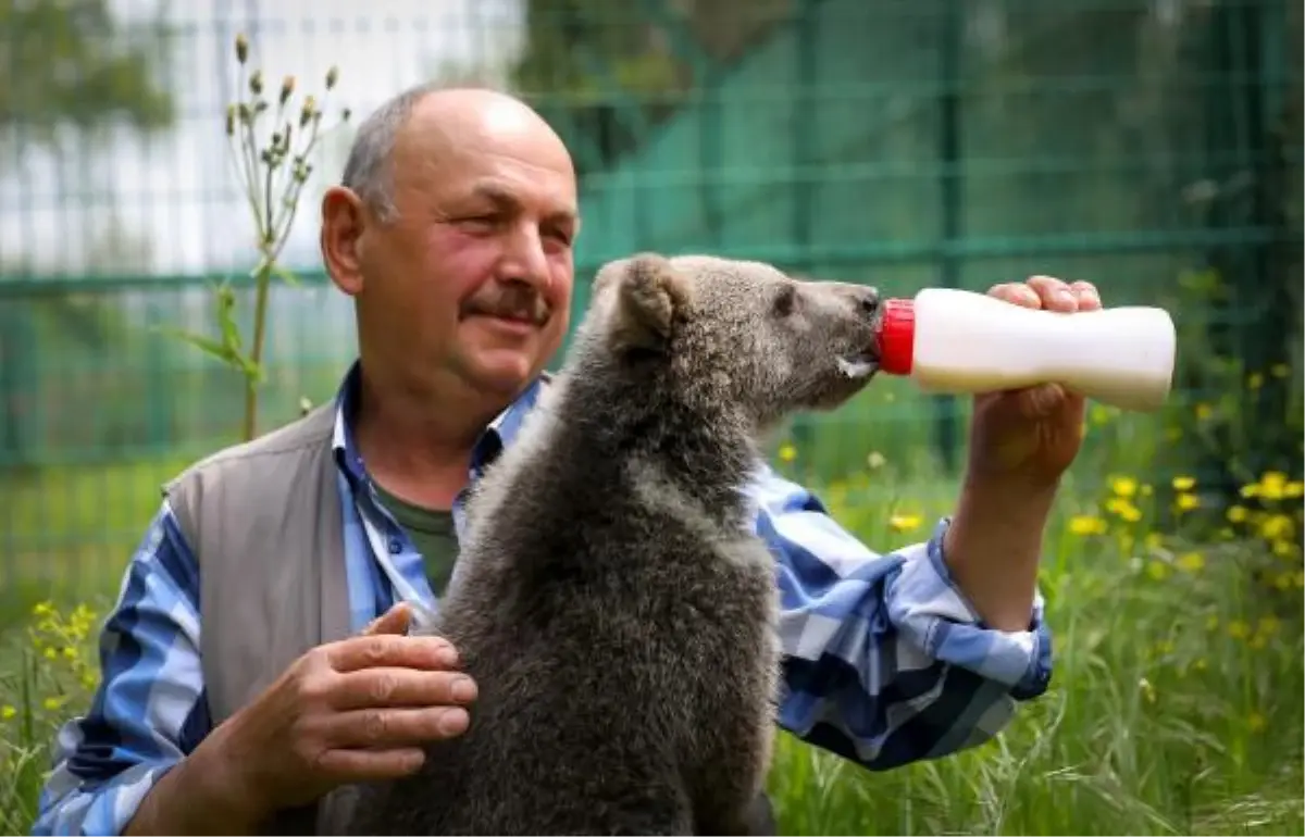 Bursa'da barınaktaki 3 aylık yavru ayı, biberonla besleniyor