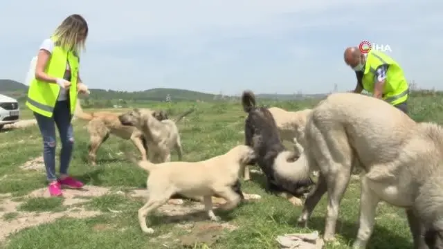 Bursa'da gönüllüler can dostları için kısıtlamayı deldi Bursa'da gönüllüler can dostları için kısıtlamayı deldi