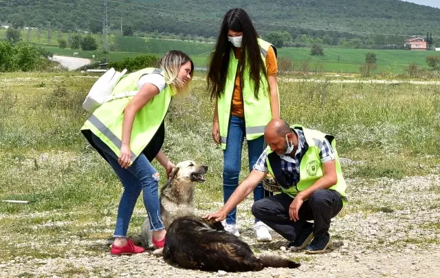 Bursa'da gönüllüler can dostları için kısıtlamayı deldi Bursa'da gönüllüler can dostları için kısıtlamayı deldi