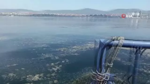 Deniz salyasını arındırmak için temizlik çalışması yapılıyor