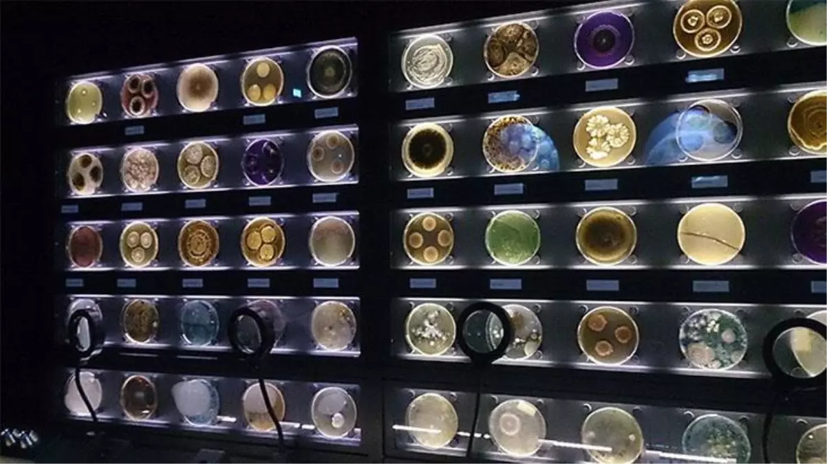 Dünyanın ilk ve tek mikrop müzesini keşfetmeye hazır mısınız?