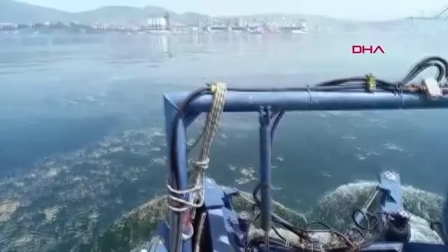İzmit Körfez deniz salyası ile kaplandı