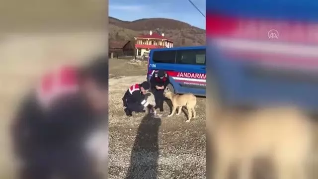 KASTAMONU - 'Tam kapanma'da ekipler sokak hayvanlarını besledi KASTAMONU - 'Tam kapanma'da ekipler sokak hayvanlarını besledi