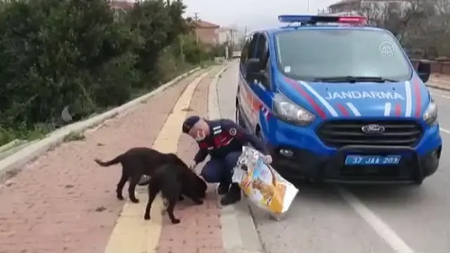 KASTAMONU - 'Tam kapanma'da ekipler sokak hayvanlarını besledi KASTAMONU - 'Tam kapanma'da ekipler sokak hayvanlarını besledi