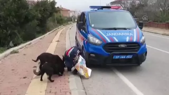KASTAMONU - 'Tam kapanma'da ekipler sokak hayvanlarını besledi KASTAMONU - 'Tam kapanma'da ekipler sokak hayvanlarını besledi