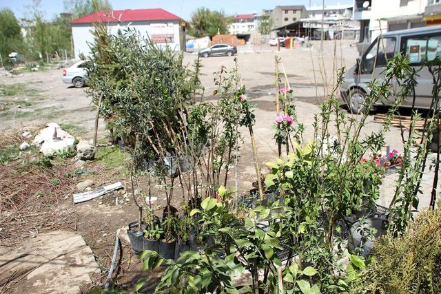 Malazgirt'te fidan satışları Malazgirt'te fidan satışları