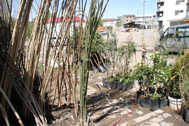 Malazgirt'te fidan satışları Malazgirt'te fidan satışları