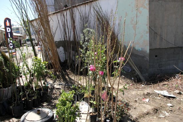 Malazgirt'te fidan satışları Malazgirt'te fidan satışları