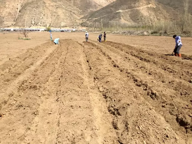 Organik tarım çalışmalarına devam edilen Bayburt Üniversitesinde patates ekimine başlandı