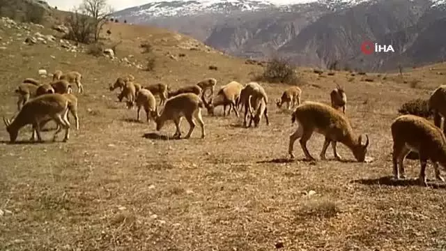 Yaban hayatı fotokapana yakalandı Yaban hayatı fotokapana yakalandı