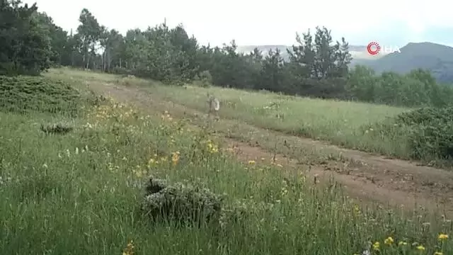 Yaban hayatı fotokapana yakalandı Yaban hayatı fotokapana yakalandı