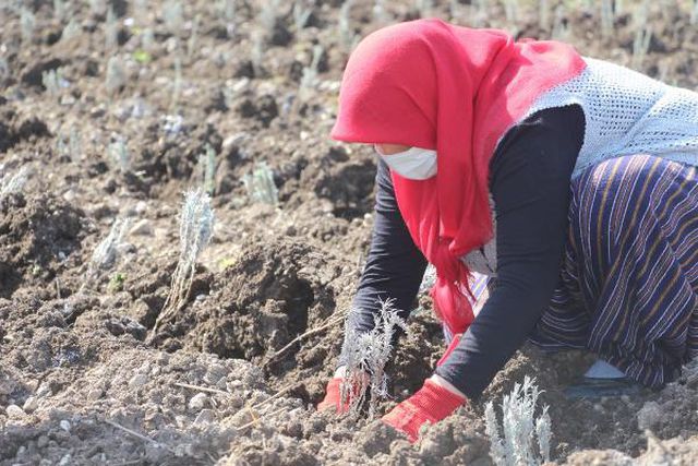 Son dakika haberleri... YÖRESEL ÜRÜN SATAN KADINLARIN 'LAVANTA' HEDEFİ