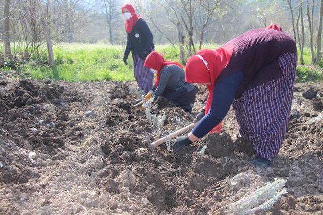 Son dakika haberleri... YÖRESEL ÜRÜN SATAN KADINLARIN 'LAVANTA' HEDEFİ