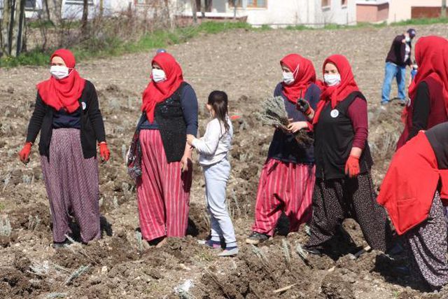 Son dakika haberleri... YÖRESEL ÜRÜN SATAN KADINLARIN 'LAVANTA' HEDEFİ