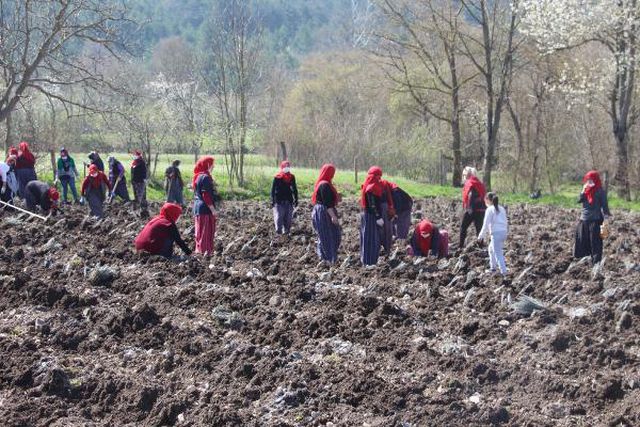 Son dakika haberleri... YÖRESEL ÜRÜN SATAN KADINLARIN 'LAVANTA' HEDEFİ