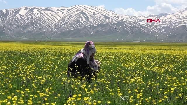 YÜKSEKOVA'DA BAHAR GÜZELLİĞİ YÜKSEKOVA'DA BAHAR GÜZELLİĞİ