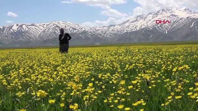 YÜKSEKOVA'DA BAHAR GÜZELLİĞİ YÜKSEKOVA'DA BAHAR GÜZELLİĞİ