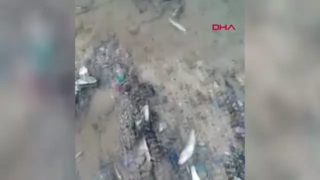 Son dakika haber! ADANA'DA DEREDE TOPLU BALIK ÖLÜMÜ Son dakika haber! ADANA'DA DEREDE TOPLU BALIK ÖLÜMÜ